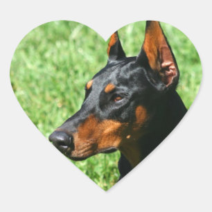 Doberman Pinscher-klistermärken Hjärtformat Klistermärke