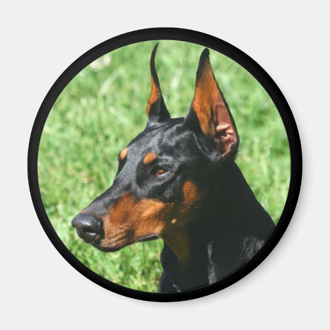 doberman pinscher magnet (Framsidan)