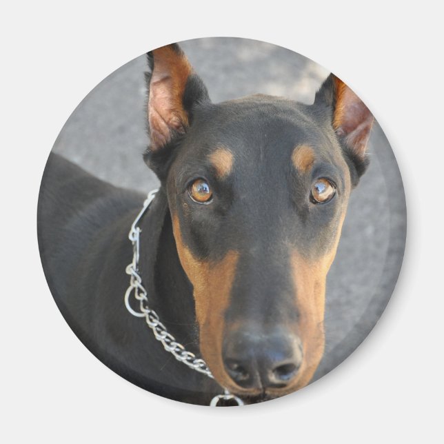 Doberman Pinscher Magnet (Framsidan)