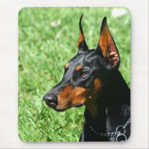 Doberman Pinscher mousserande Musmatta