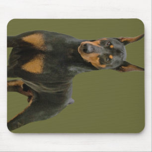Doberman Pinscher Musmatta