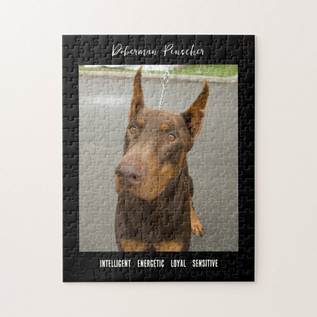 Doberman Pinscher Photo Hund aveln Jigszle Puzzle Pussel (Vertikal)