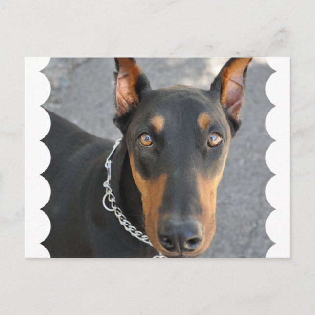 Doberman Pinscher Postcard Vykort (Framsida)