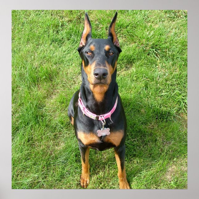 Doberman Pinscher Poster (Framsidan)