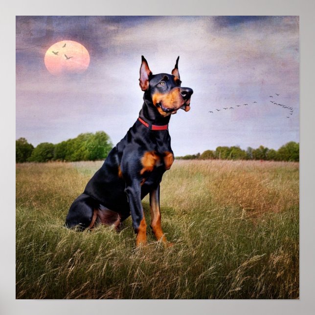 Doberman Pinscher Poster (Framsidan)