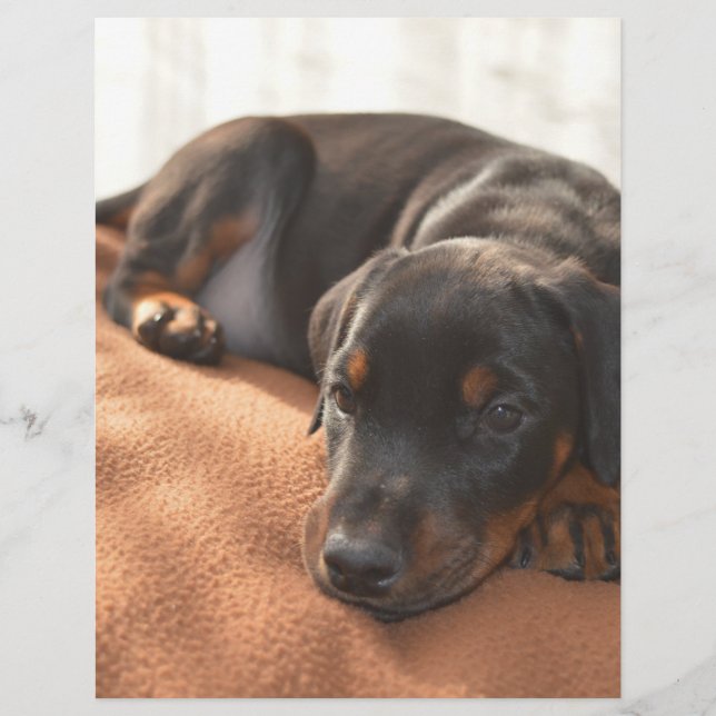 doberman-pinscher-puppy (Framsida)