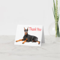 Doberman Pinscher Puppy Hund Red Tack - Tom