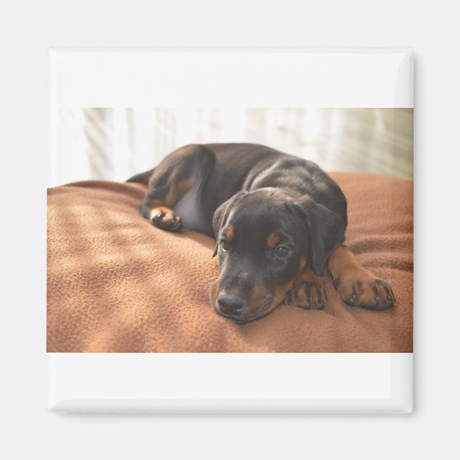 doberman-pinscher-puppy magnet (Framsidan)