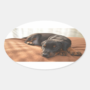 doberman-pinscher-puppy ovalt klistermärke