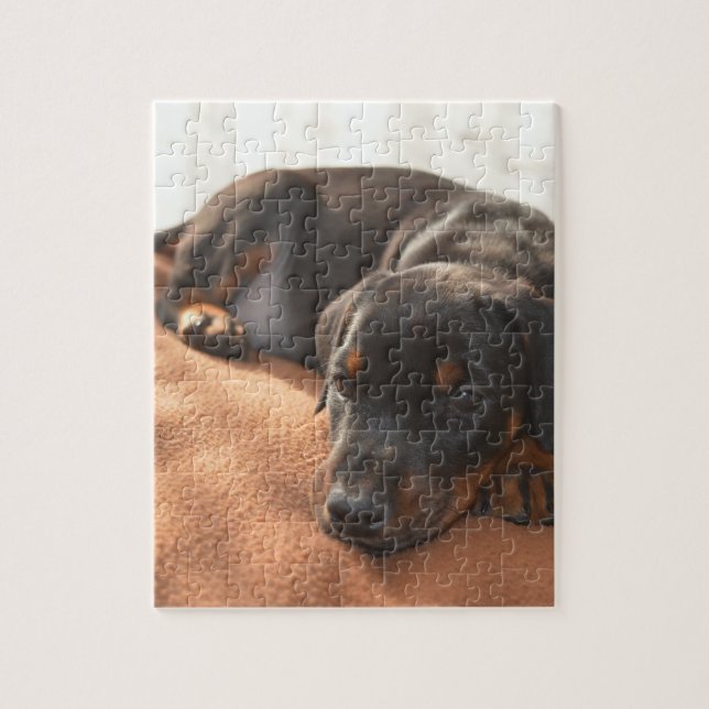 doberman-pinscher-puppy pussel (Vertikal)