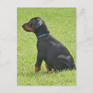 Doberman Pinscher Puppy-vykort Vykort