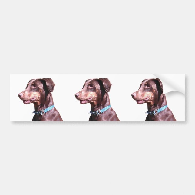 Doberman Pinscher Red Bildekal (Framsidan)