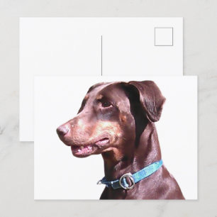 Doberman Pinscher Red Vykort