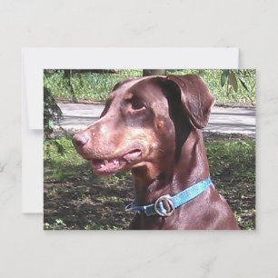 Doberman Pinscher Red Vykort