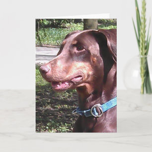 Doberman Pinscher Röd Kort