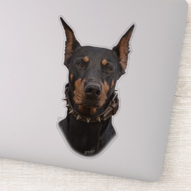 Doberman Pinscher Sticker Klistermärken (Detalj)