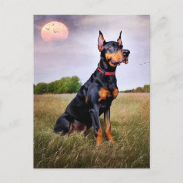 Doberman Pinscher Vykort