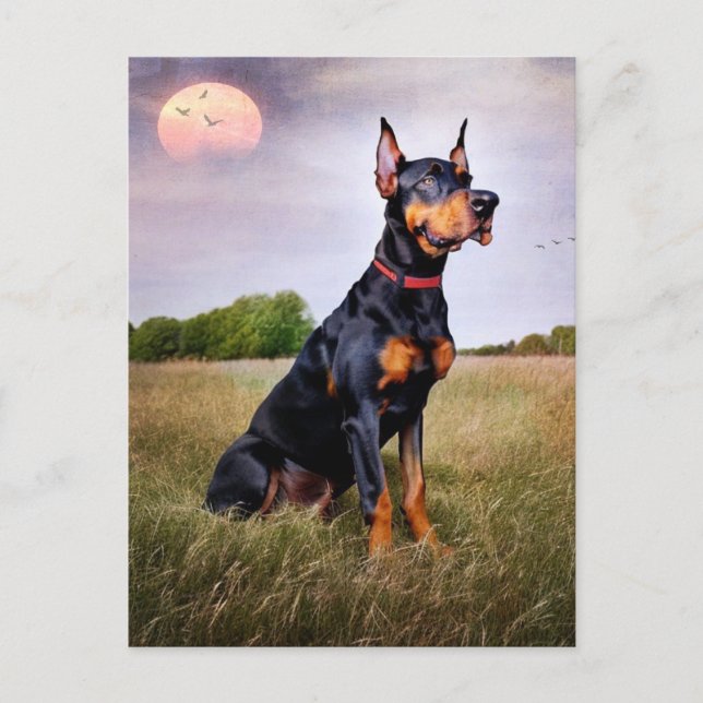 Doberman Pinscher Vykort (Framsida)