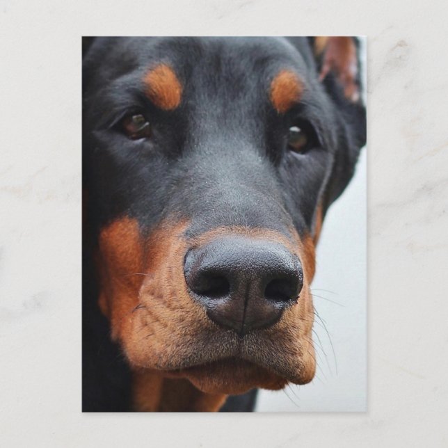 Doberman Pinscher Vykort (Framsida)