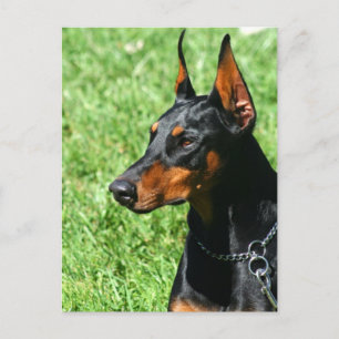 Doberman Pinscher-vykort Vykort