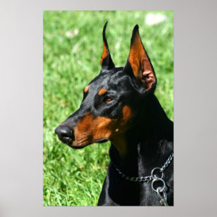 Doberman poster
