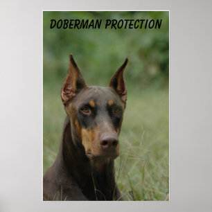 Doberman Protection Poster