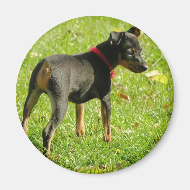 Doberman Puppies Round Magnet (Framsidan)