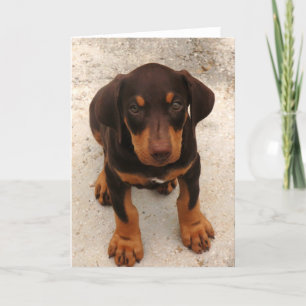Doberman Puppy Kort