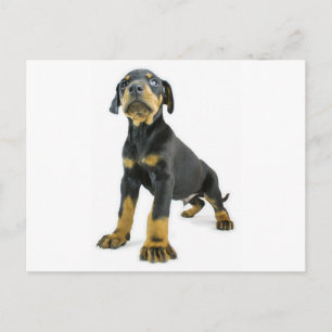 Doberman Puppy Vykort