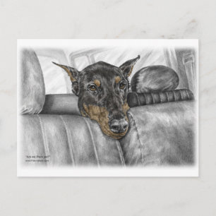 Doberman Riding i Car Vykort