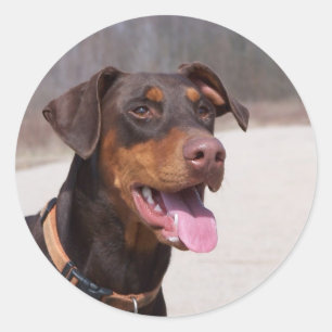 Doberman Runt Klistermärke