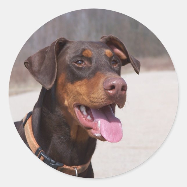 Doberman Runt Klistermärke (Framsida)