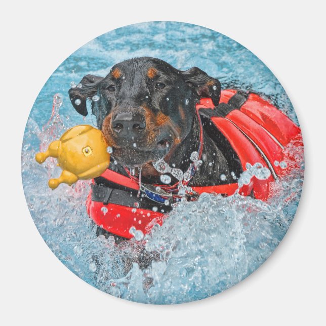 Doberman simmar med Favorite Leksak Magnet (Framsidan)