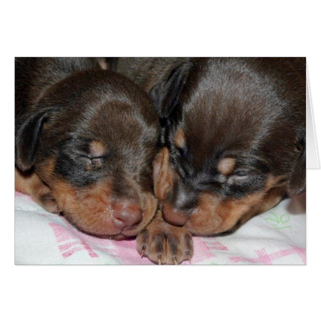 Doberman Sleeping Hälsningskort (Framsidan Horizontal)
