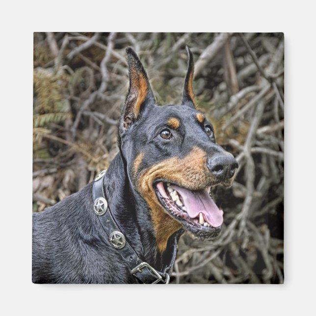 Doberman Smile Magnet (Framsidan)