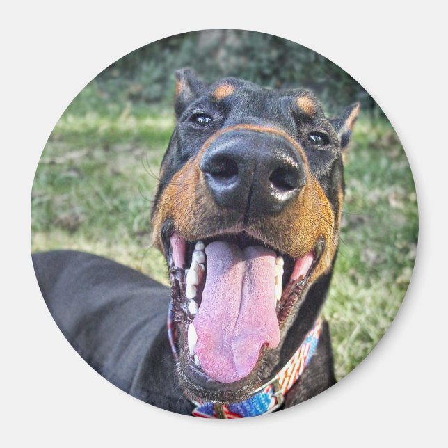 Doberman Smiling Magnet (Framsidan)