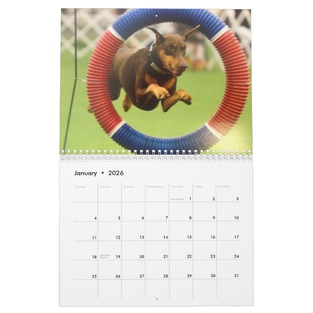 Doberman som 2013 Kalender-revideras Feb Kalender (Jan 2026)