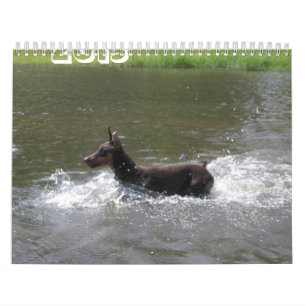 Doberman som 2013 Kalender-revideras Nov Kalender