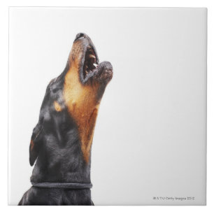 Doberman som tjuter, närbild kakelplatta