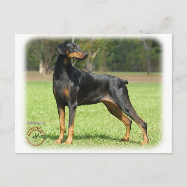 Doberman Vykort (Framsida)