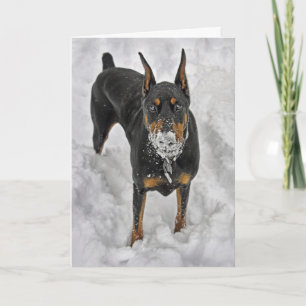 Dobermanen de bäst glädjearna i liv är fri tack kort