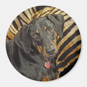 Dobermanen dunkar valpmagneten magnet