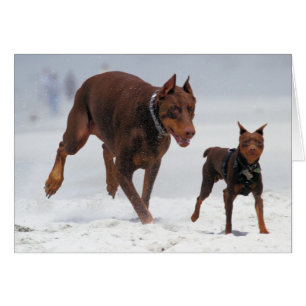 Dobermanen och minuten klämmer fast - LOOK! En OBS Kort