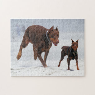 Dobermanen och minuten klämmer fast - LOOK! En Pussel