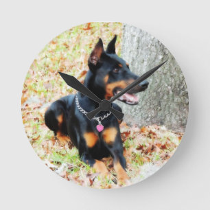 Dobermanen tar tid på rund klocka