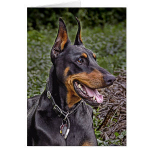 DobermanGlee! Kort