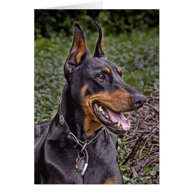 DobermanGlee! Kort (Framsidan)