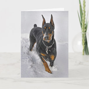 Dobermanhelgdagkortet kastar snöboll stopparen helgkort