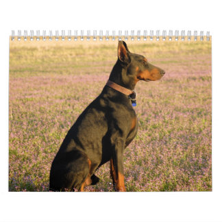 Dobermankalender Kalender
