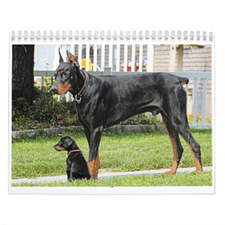 Dobermankalender Kalender